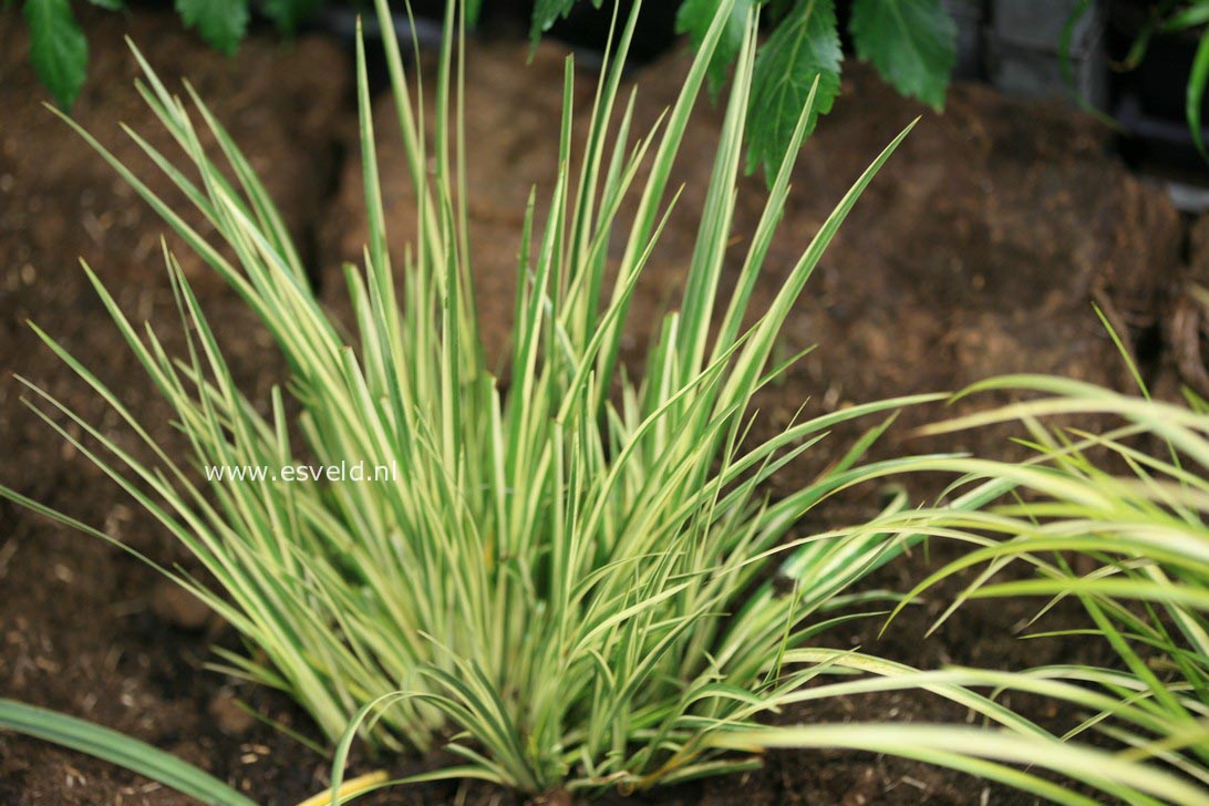 Acorus gramineus 'Argenteostriatus'