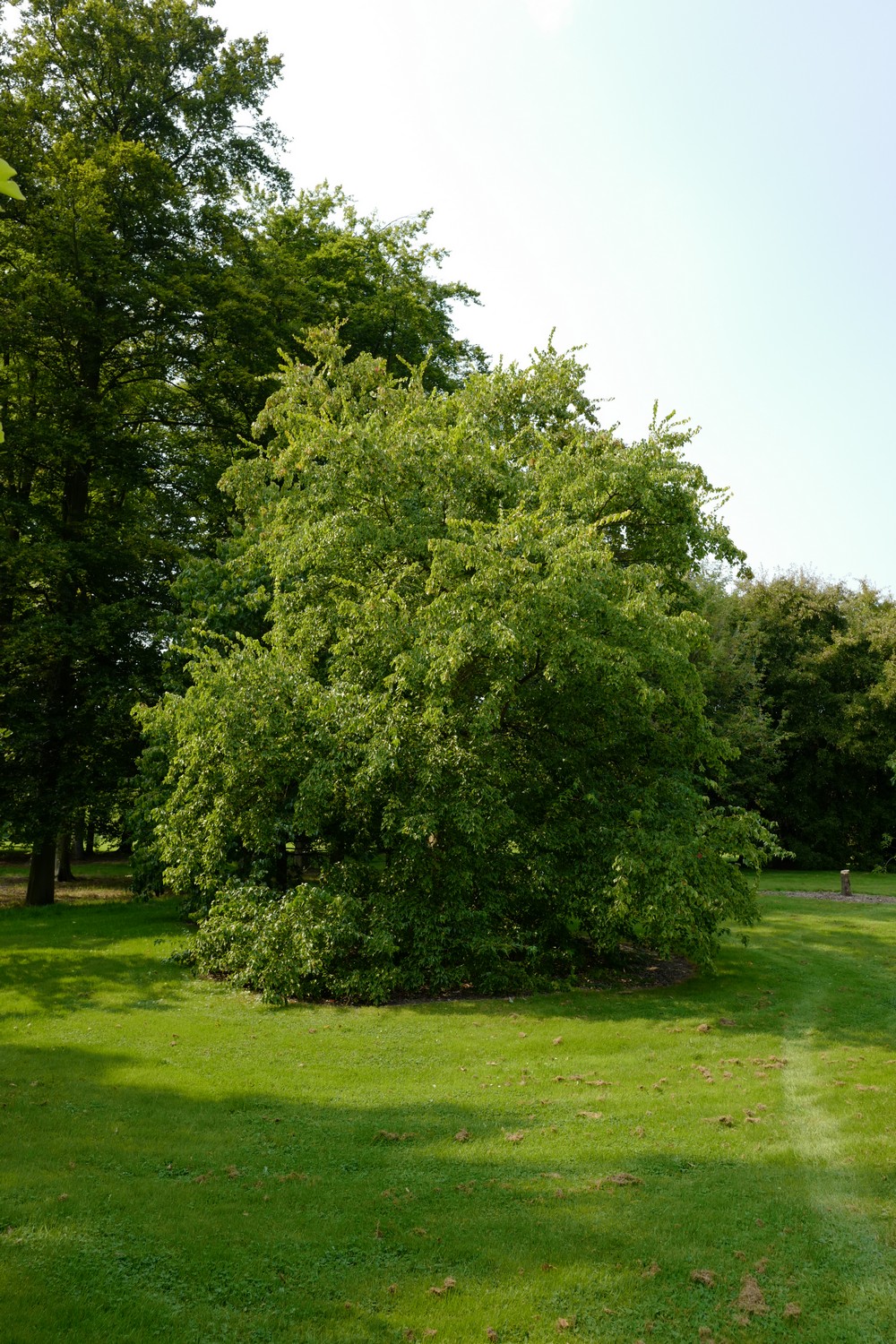 Acer buergerianum
