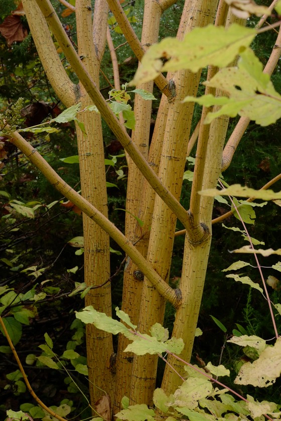 Acer conspicuum 'Phoenix'