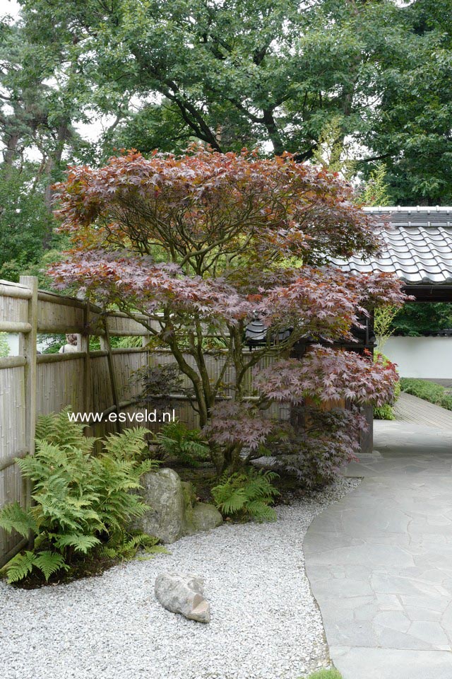 Acer palmatum 'Atropurpureum'