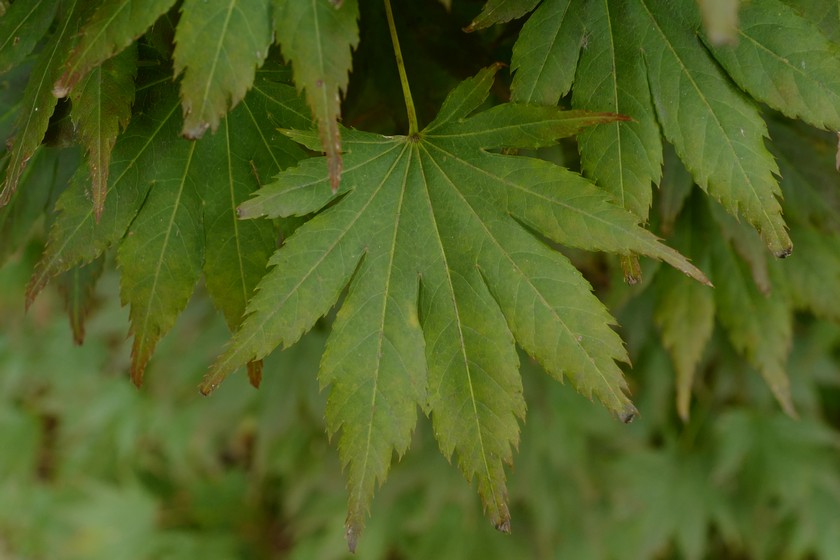 Acer palmatum 'Mirte'