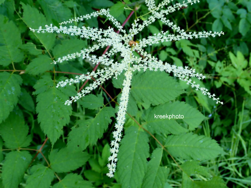 Aruncus dioicus