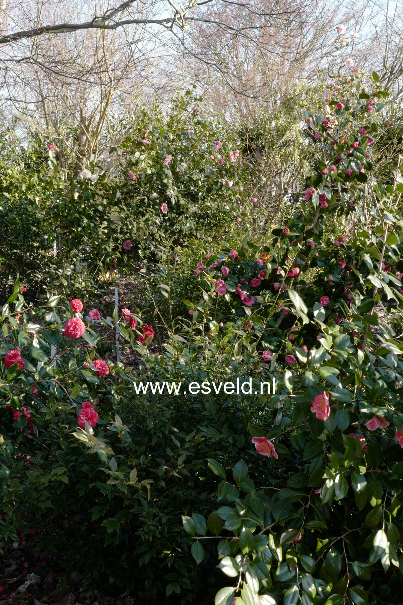 Camellia japonica
