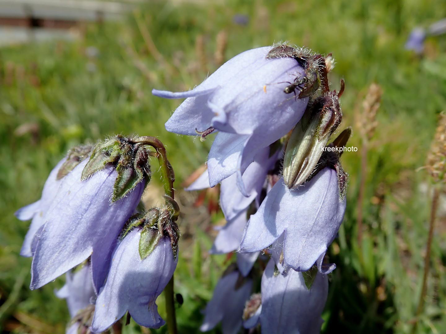 Campanula barbata