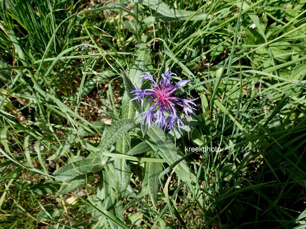 Centaurea montana