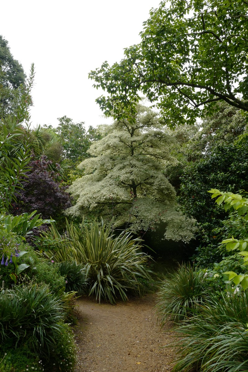 Cornus controversa 'Variegata'