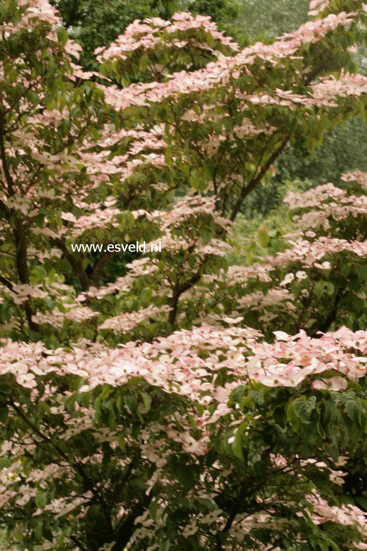 Cornus kousa 'Satomi'