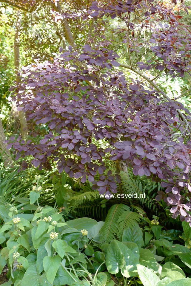 Cotinus coggygria 'Royal Purple'