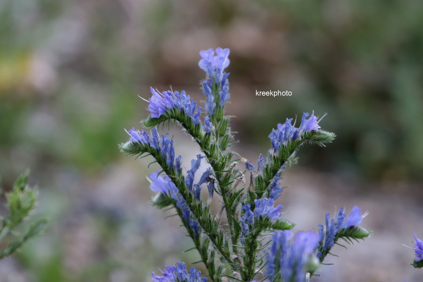 Echium vulgare