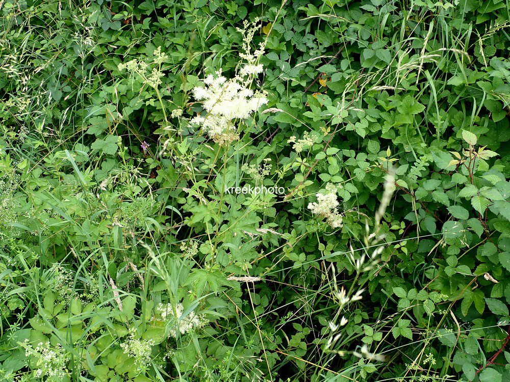 Filipendula ulmaria