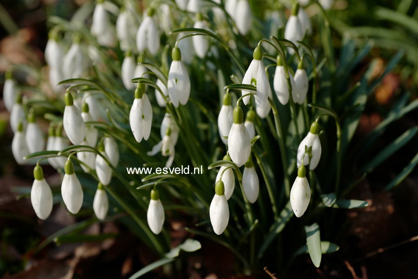 Galanthus nivalis