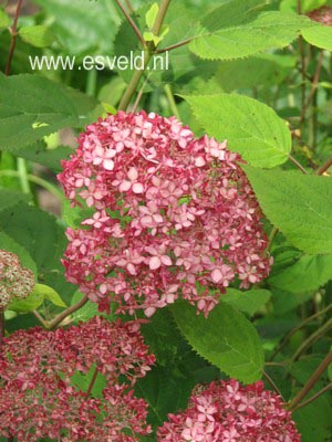 Hydrangea arborescens 'Ncha1' (INVINCIBELLE SPIRIT)