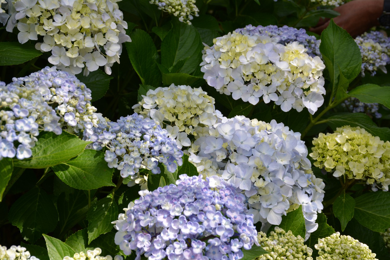 Hydrangea macrophylla 'Ayesha'