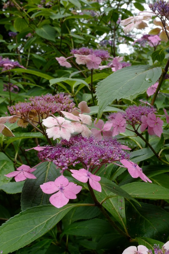 Hydrangea macrophylla 'Mariesii Lilacina'
