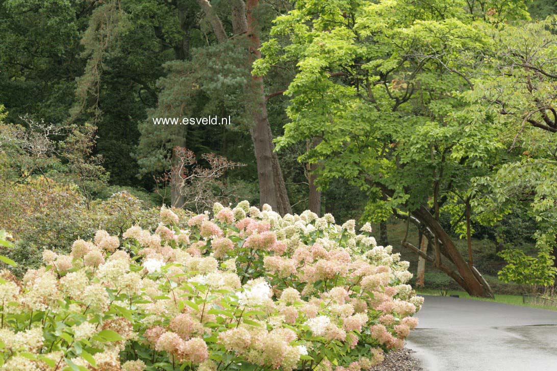 Hydrangea paniculata