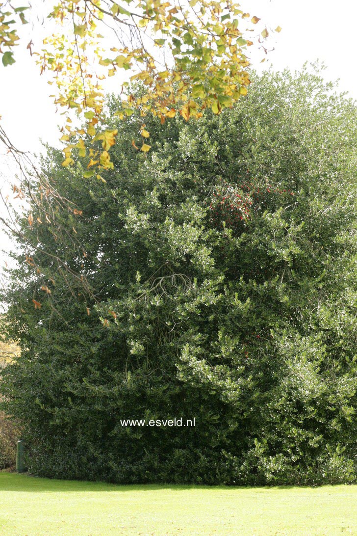 Ilex aquifolium