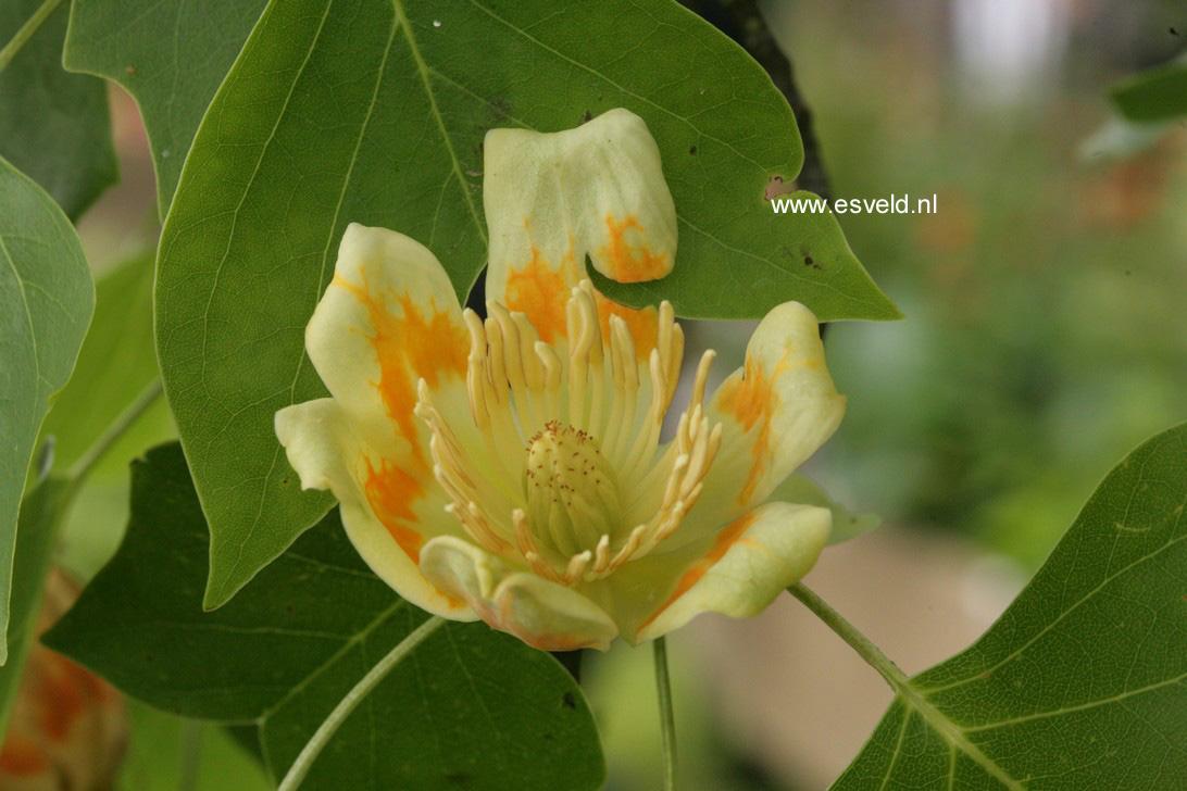 Liriodendron tulipifera