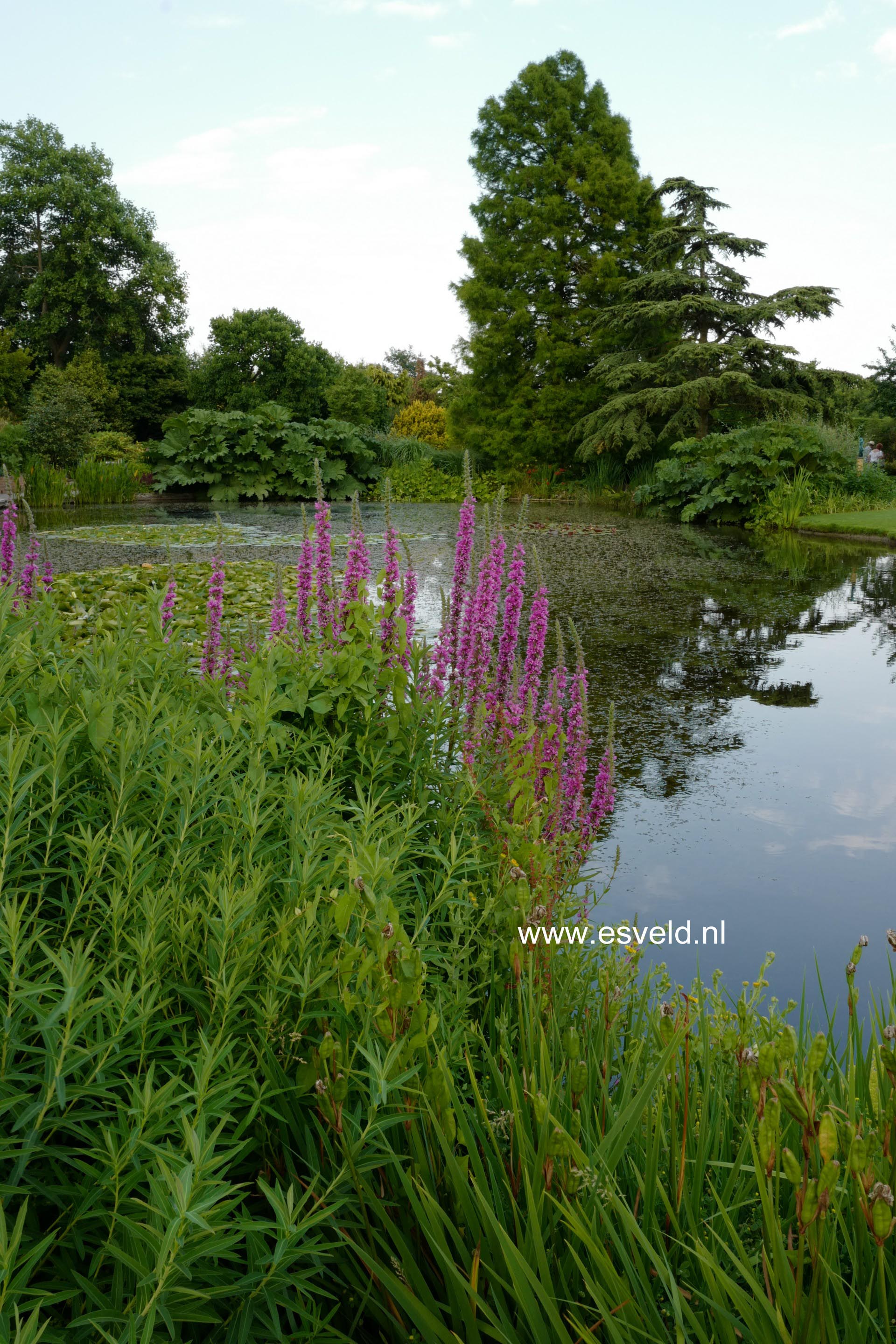 Lythrum salicaria