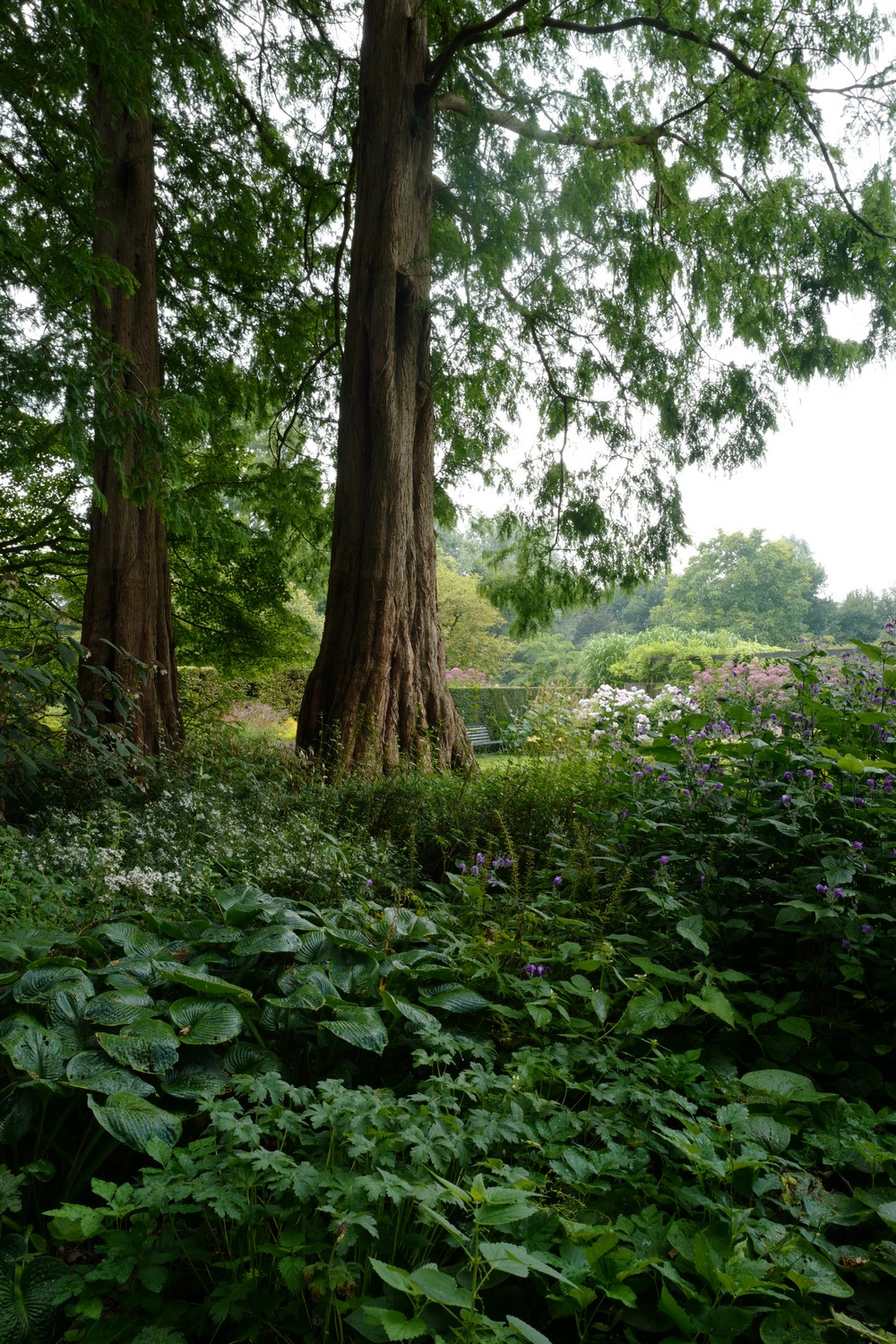 Metasequoia glyptostroboides