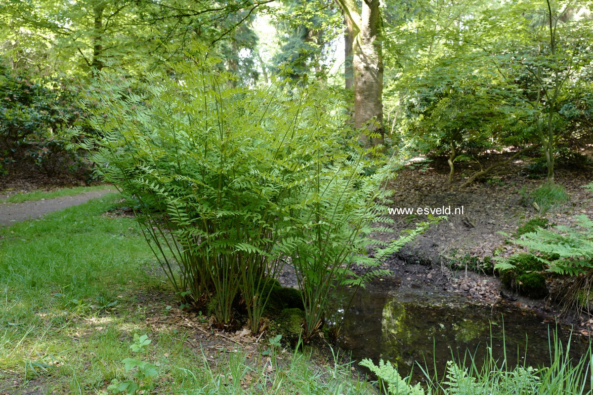 Osmunda regalis