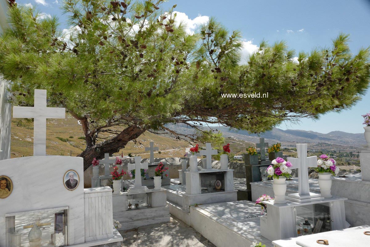 Pinus halepensis