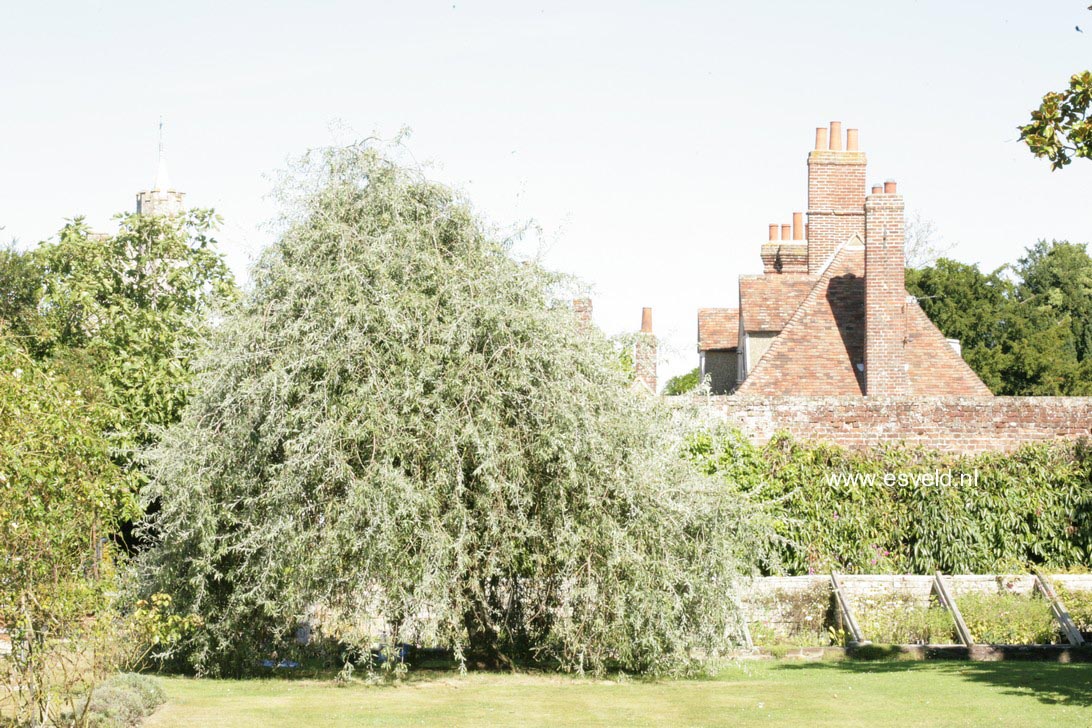 Pyrus salicifolia 'Pendula'