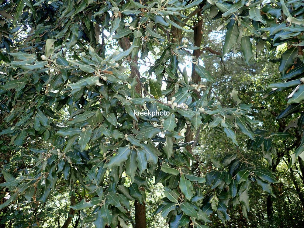 Quercus ilex