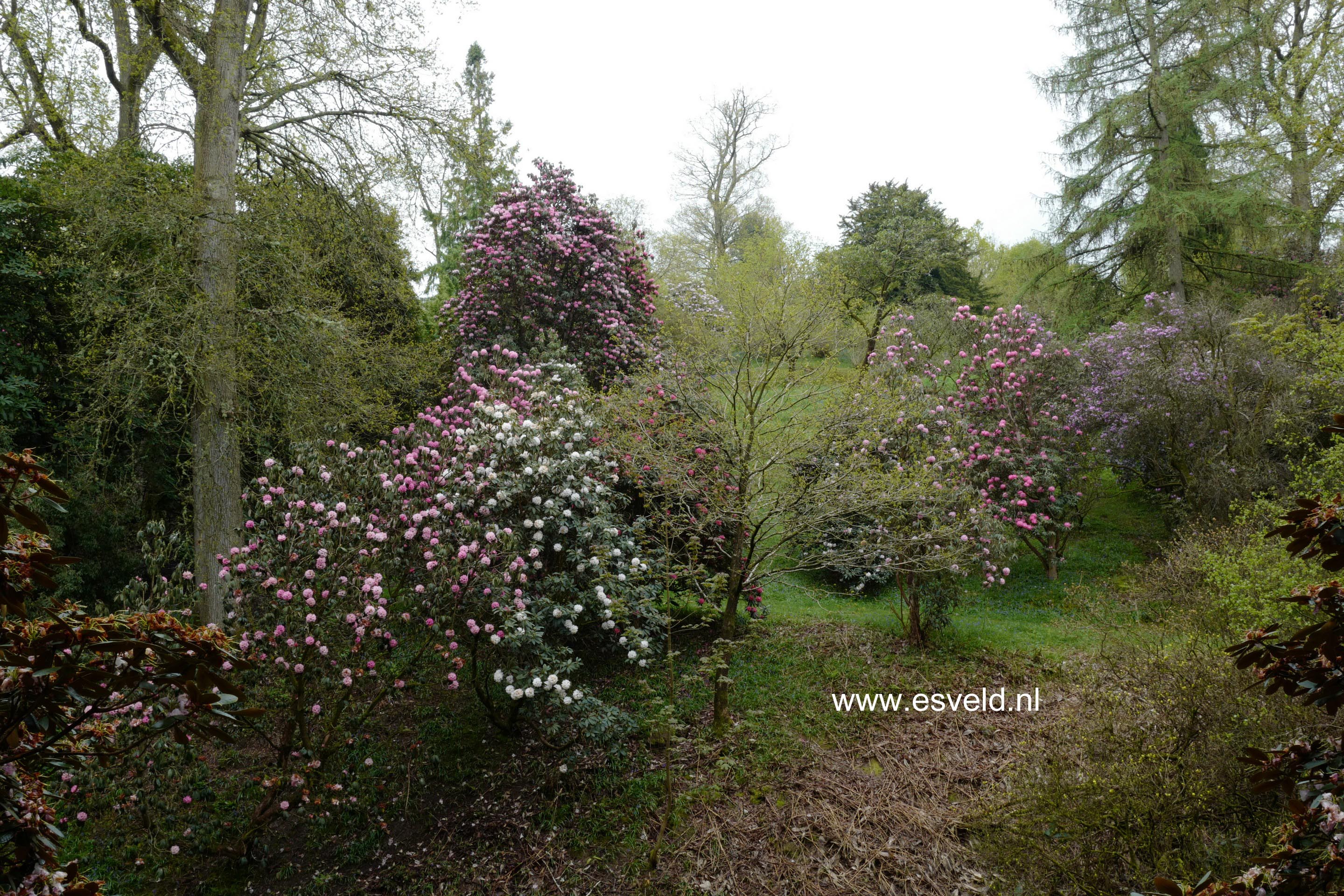 Rhododendron arboreum