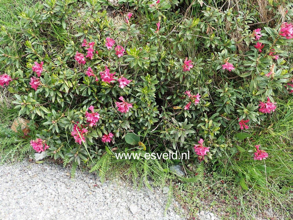 Rhododendron ferrugineum