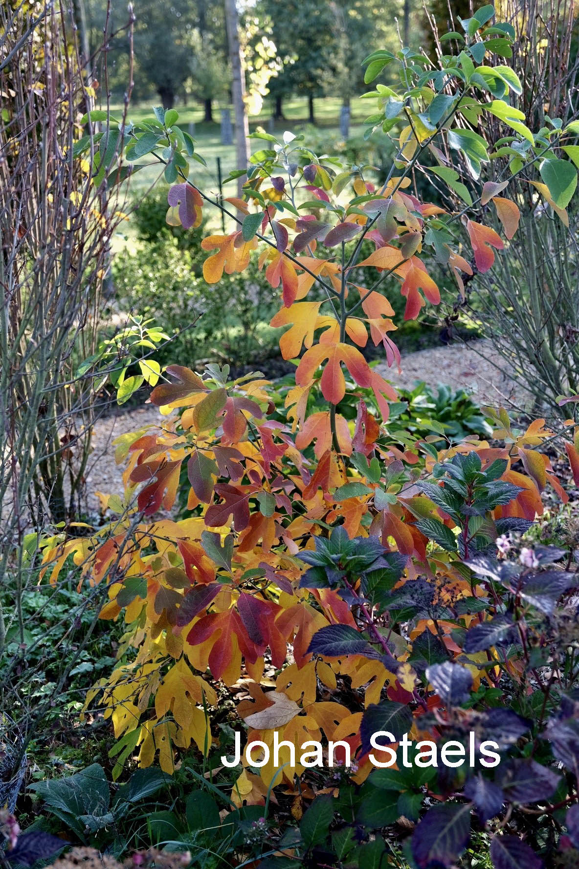 Sassafras albidum