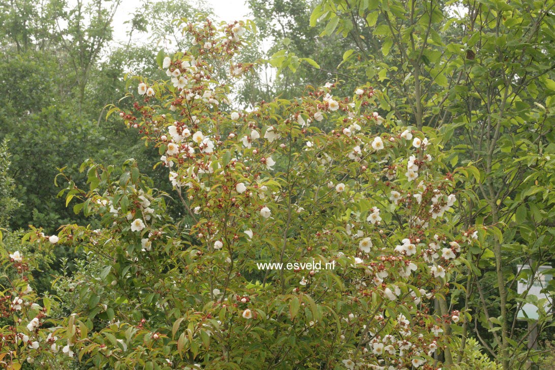 Stewartia sinensis