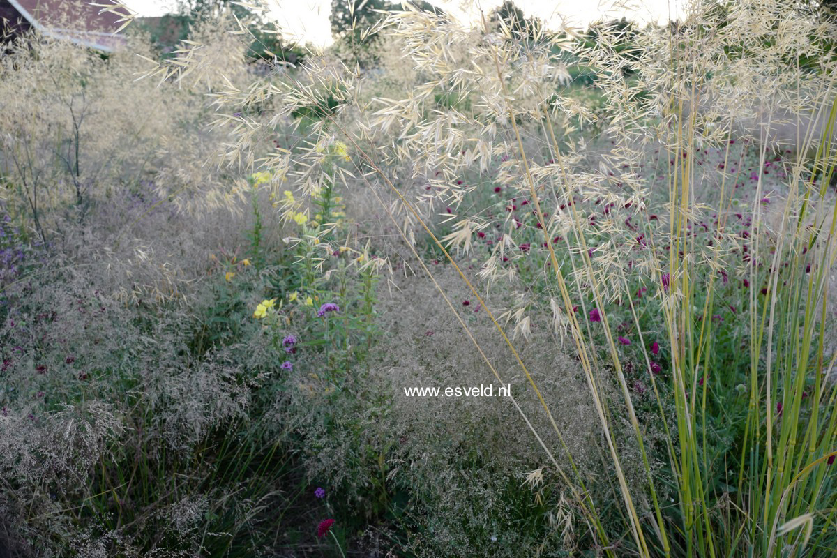 Stipa gigantea