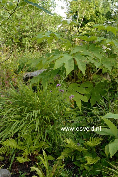 Tetrapanax papyrifer