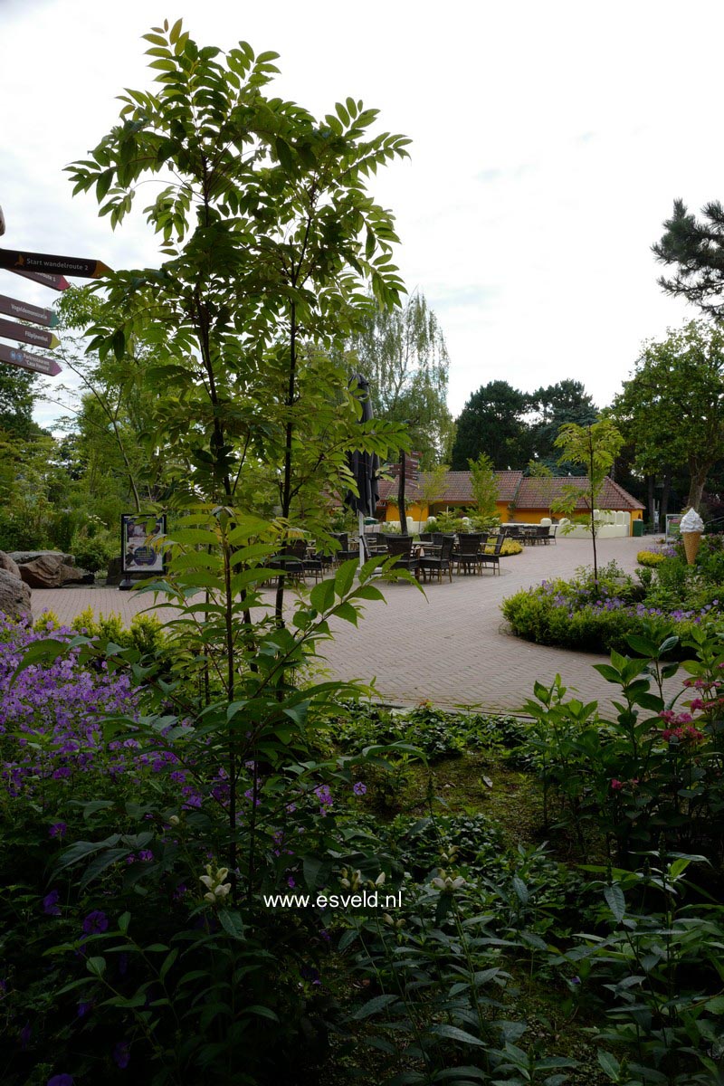 Toona sinensis 'Flamingo'