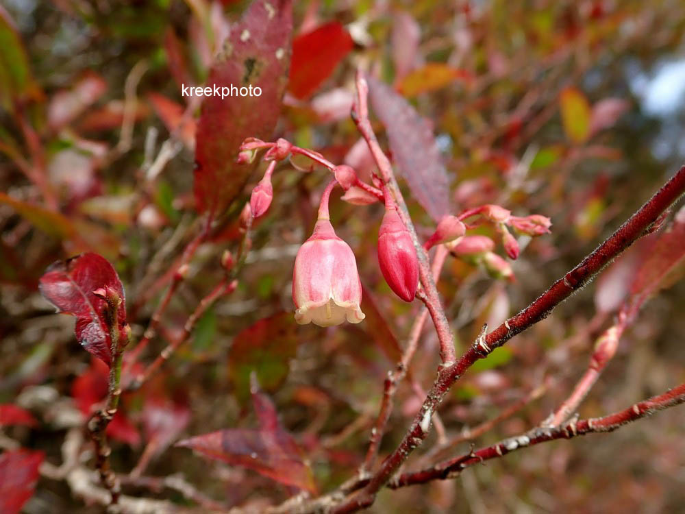 Vaccinium padifolium