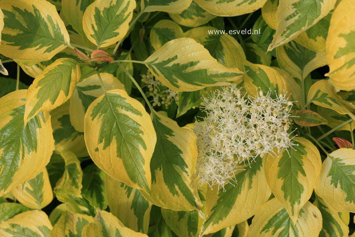 Cornus alternifolia 'W. Stackman' (GOLDEN SHADOWS)