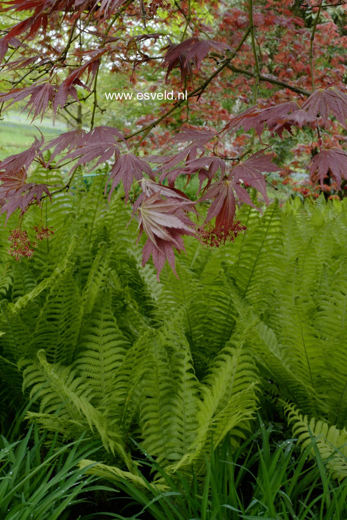 Acer palmatum 'Atropurpureum'