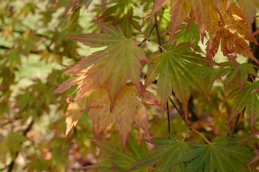 Acer palmatum 'Mirte'