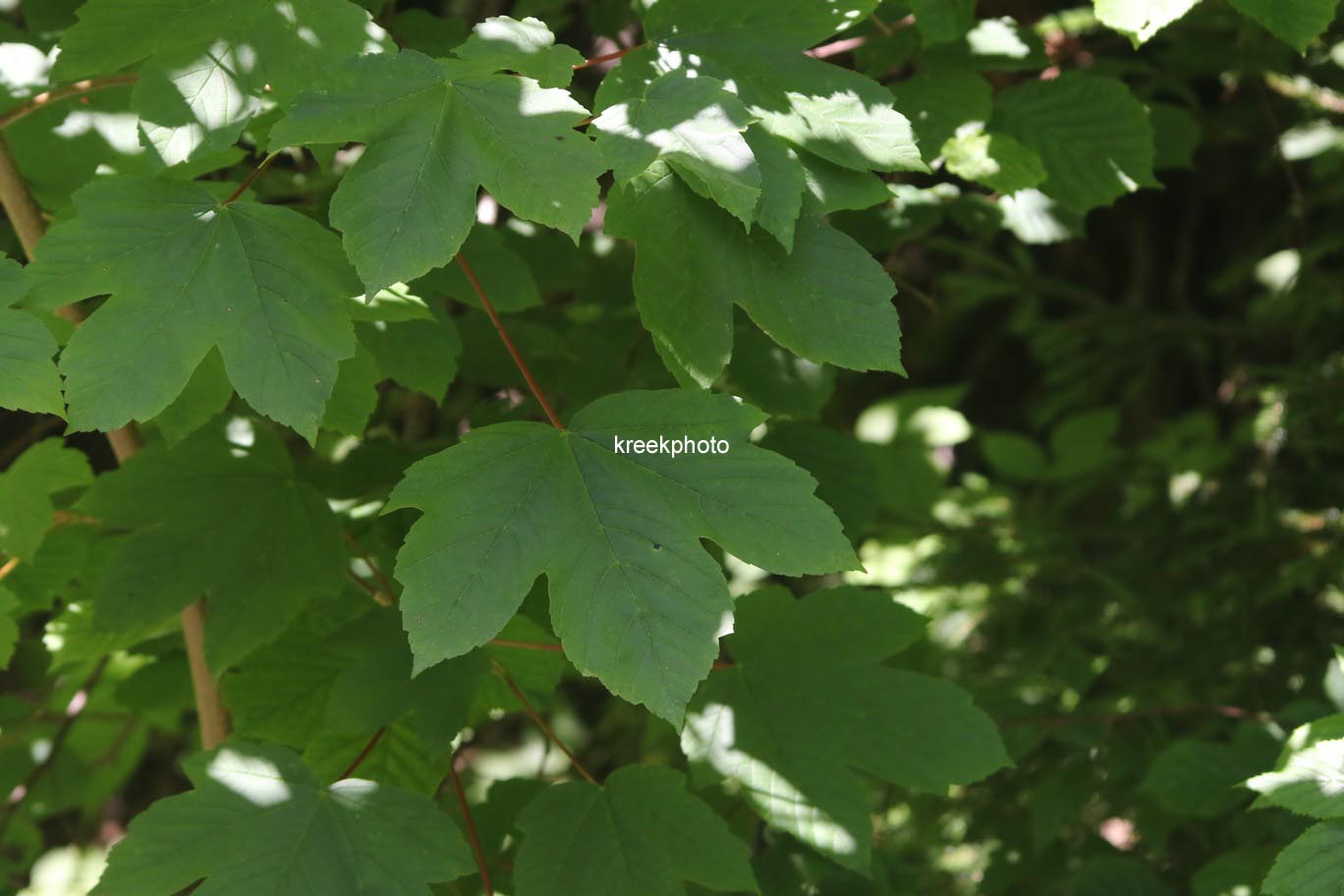 Acer pseudoplatanus