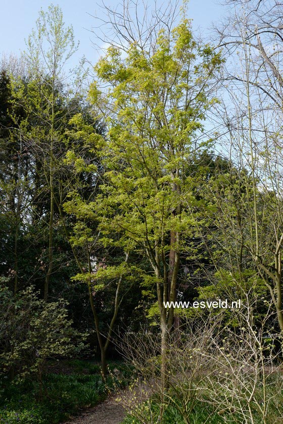 Acer triflorum