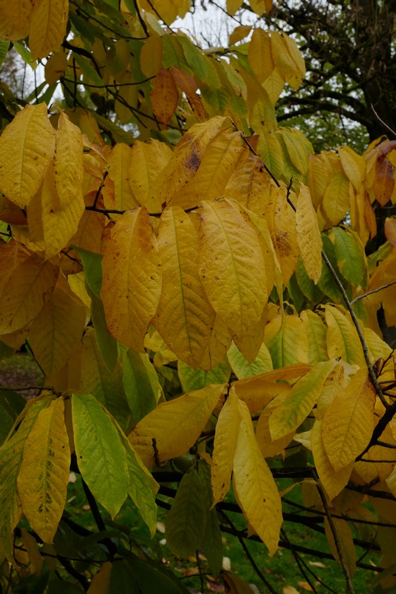 Asimina triloba