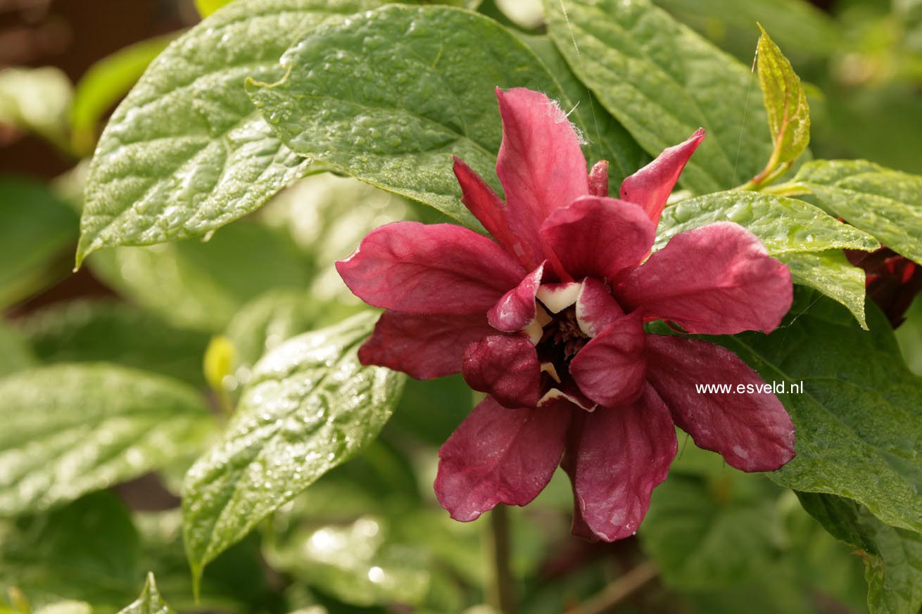 Calycanthus raulstonii 'Hartlage Wine'