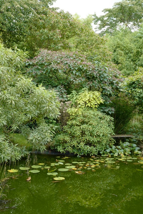 Clerodendrum trichotomum