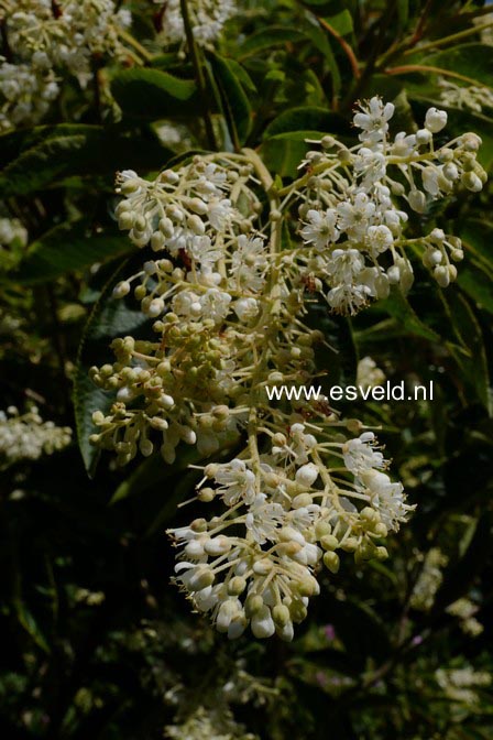 Clethra barbinervis