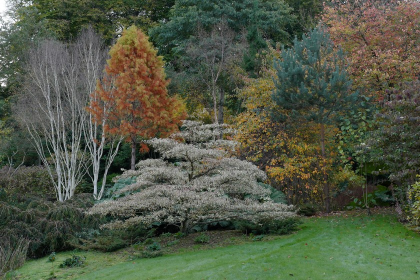 Cornus controversa 'Variegata'