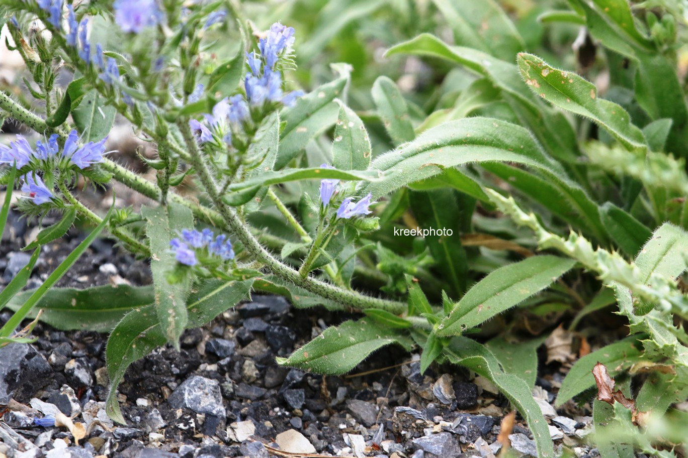 Echium vulgare