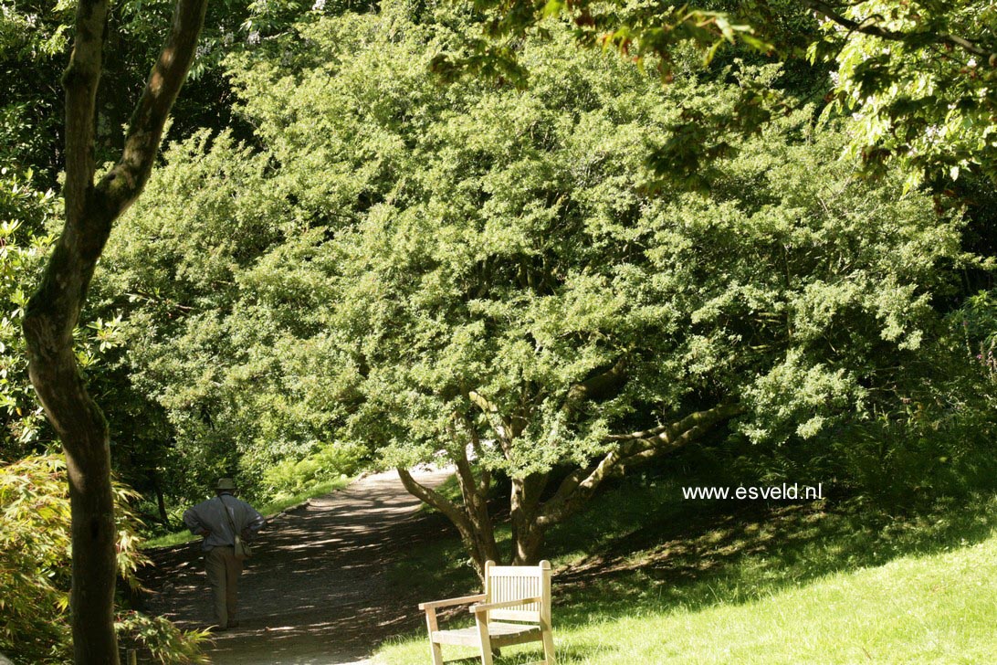 Enkianthus campanulatus