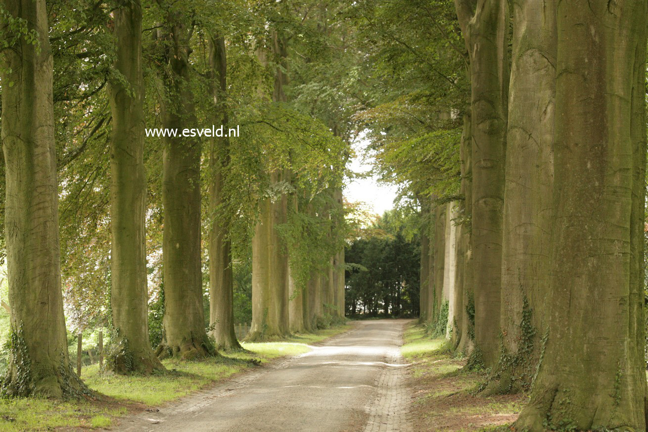 Fagus sylvatica 'Atropunicea'