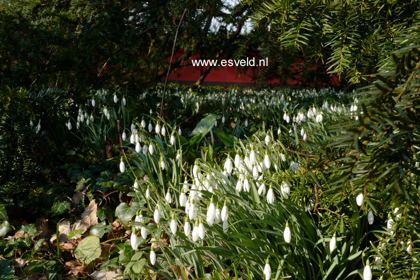 Galanthus nivalis