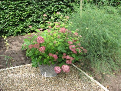 Hydrangea arborescens 'Ncha1' (INVINCIBELLE SPIRIT)